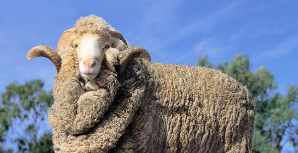 Merino wool, better wool